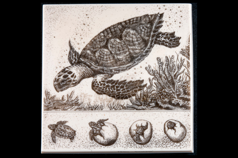 This is a gorgeous wall plaque was originally hand etched Life of a Turtle Wall Plaque design.  This is part of the incredible line of Mossup Valley Designs that we carry, with the wonderful artist Rachel Badeau.  The dimensions of the plaque are 6.09" x 6.12" x 0.39".  The SKU is MVD WP 3.

Rachel Badeau has been etching and engraving in a variety of media for over thirty years.  Her work, characterized by fine line and intricate detail, attempts to touch the hearts and emotions of others.  All while reflecting her love of animals, nature and the human spirit.  

The resin scrimshaw piece is originally hand etched by Rachel Badeau.  We make a mold of the original piece and do an open cast pour of our resin mixture.  The pieces are removed from the mold and sanded and inked.