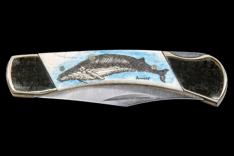 This unique hand etched Colored Humpback Whale design on a 440 Stainless Steel Blade LB 3 Knife.  This beautiful knife is part of the Scrimshaw Collection, with those words laser engraved into the blade.  The LB 3 knifes come with the pictured leather sheath and each scale is made with Bovine Bone.  The LB 3 Knife has bolsters and shackle that are nickel silver with brass pins and liner.  It is a lock blade knife and a very useful pocket knife. The dimensions of the LB 3 Pocket Knife with the blade closed are 2.97" x 0.76" x 0.31".  The blade itself is approximately 2.21" making the width of the knife with an open blade 5.18".  The SKU is LB-3 100.

The scrimshaw is inked with colored india ink and sealed with renaissance wax, which is used by museums for antique restoration.  It also helps bring out the beauty of the artwork as well as in the cow bone. The knife is water resistant, but not waterproof.