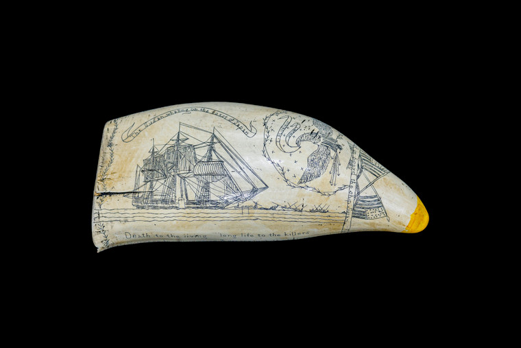 SP 08 Susans Tooth Front.  This stunning replica Sperm Whale Tooth is part of the collection at the Nantucket Whaling Museum.  The title of this tooth is called "Susans Tooth". It is a replica of an Antique Tooth that was originally made by Artek for the Nantucket Whaling Museum.  The scene is of a Sperm Whale hunted by Whaling ships.  The original was etched over 100 years ago.  The reproduced tooth is currently made in our office in Fall River, MA.  The finish is made to recreate the look of an antique tooth.  

This beautiful replica Sperm Whale Tooth weighs 11.35 ounces.  The dimensions are 6.04" x 2.50"x 1.79".  The item number is SP - 08. 

The Susan's Tooth was a Whale tooth engraved by Frederick Myrick of Nantucket while on a voyage aboard the Whaleship “Susan” during the years 1826-1829.  On the tooth, above the text is a pair of crossed American flags.  On the opposite side above the text is an engraved anchor.  Under the text is a spread winged eagle clutching arrows and clutching a banner in his beak with the words "E PLURIBUS UNUM." On the back is an artwork depicting the ship "Susan".  To the right are three whaleboats and two whales.  Above the ship is a banner which states: "The Susan on the coast of Japan whaling."  On the leading edge of the tooth is the saying:  "Death to the Living long life to the killers Success to sailors wives & greasy luck to whaler's"


The reverse of the tooth depicts the "Susan" sailing towards the light house, Above the "Susan" is a banner stating "The Susan on her homeward bound passage."  Along the bottom edge of the tooth near the base is the following text in large letters, "Ship Susan of Nantucket."
