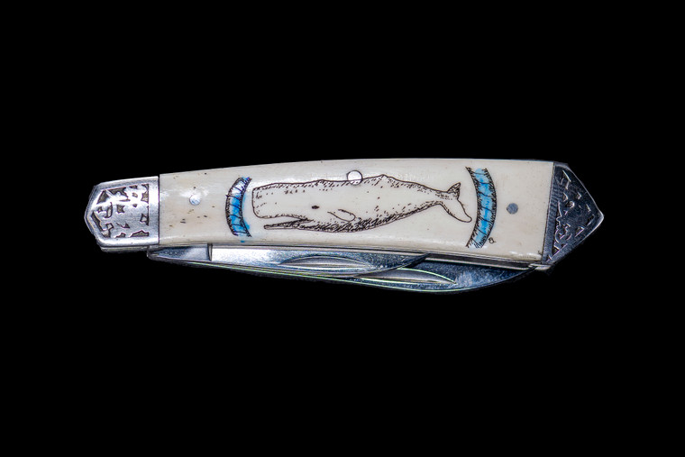 This stunning hand etched Colored Sperm Whale in Nautical Rope Color design on a 440 Stainless Steel Dual Blade Knife.  The knife design is similar to the Shrade 2222 knife.  This beautiful knife is part of the Scrimshaw Collection, with those words laser engraved into the blade.  The DB 2222 knifes come with the pictured leather sheath and each scale is made with Bovine Bone.  The DB 2222 knife has bolsters that are nickel silver with brass pins and liner.  It is a dual blade knife and a very useful pocket knife.  The dimensions of the DB 2222 Pocket Knife with the blade closed are 3.48" x 0.90" x 0.58".  The large blade itself is approximately 2.67" making the width of the knife with an open blades 6.15".  The small blades length is approximately 1.90".  The SKU is DB 2222 - 101SC.

The scrimshaw is inked with colored india ink and sealed with renaissance wax, which is used by museums for antique restoration.  It also helps bring out the beauty of the artwork as well as in the cow bone. The knife is water resistant, but not waterproof.