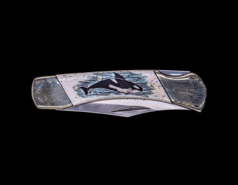 This sharp hand etched Orca/Killer Whaler colored design on a 440 Stainless Steel Blade LB 3 Knife. This beautiful knife is part of the Scrimshaw Collection, with those words laser engraved into the blade.  The LB 3 knifes come with the pictured leather sheath and each scale is made with Bovine Bone.  The LB 3 Knife has bolsters and shackle that are nickel silver with brass pins and liner.  It is a lock blade knife and a very useful pocket knife. The dimensions of the LB 3 Pocket Knife with the blade closed are 2.97" x 0.76" x 0.31".  The blade itself is approximately 2.21" making the width of the knife with an open blade 5.18".  The SKU is LB-3 403OC.

The scrimshaw is inked with black india ink and sealed with renaissance wax, which is used by museums for antique restoration.  It also helps bring out the beauty of the artwork as well as in the cow bone. The knife is water resistant, but not waterproof.