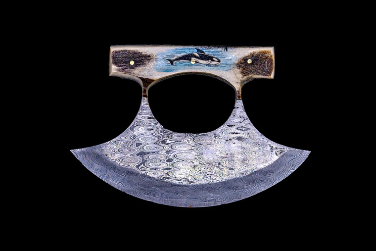 This beautiful etched Orca/Killer Whale colored ink design on Shed Antler handle on a Damascus Ulu Blade.  

An ulu is an all-purpose knife traditionally used by Inuit, Iñupiat, Yupik, and Aleut women. The knife can be used in a variety of diverse ways such as skinning and cleaning animals, cutting a child's hair, cutting food, and sometimes even trimming blocks of snow and ice used to build an igloo.

The artwork was originally hand etched by Bill Feeney. He received a Bachelor of Arts degree in Mathematics from Saint Francis College in Bidderford, Maine, In 1973 I accepted a teaching position at Westport High School where I met Robert Rayno, the art teacher. As part of the class curriculum, he taught a section on scrimshaw. I sat in on many of his classes and purchased the necessary tools and ivory to begin etching. Combining my natural artistic ability with the techniques learned from Mr. Rayno, the cornerstone of "Spouting Whale" was established.

The weight of the knife is 8.99 ounces and the dimensions of the DM 005 Knife closed are 5.44" x 3.77" x 0.88".   The SKU is DM 005 403C.  The knife comes with the pictured leather sheath.

  During the winter season, moose shed their antlers before regrowing them in the spring. The shedding process, also known as casting, is a normal event that occurs annually for many male cervids—a group of hoofed mammals like moose, deer and elk.

Damascus steel is a type of steel easily recognisable by its wavy patterned design. Aside from its sleek look and beautiful aesthetics, Damascus steel is highly valued as it is hard and flexible while maintaining a sharp edge. Weapons forged from Damascus steel were far superior to those formed from just iron.  It a combination of carbon steel and regular steel that is folded 71 times.  

Features:
Shed Antler Handle
Scrimshaw
Etched
Animal Design
Killer Whale
Orca
Ulu
Damascus Blade

Carbon and regular Steel
Folded 71 times