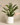 ZZ Plant