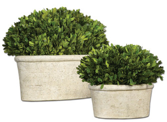 Preserved Boxwood Preserved Boxwood Set/2 in Stone (52|60107)