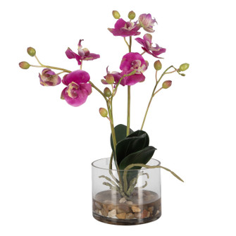 Glory Orchid Orchid in Fuchsia (52|60220)