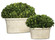 Preserved Boxwood Preserved Boxwood Set/2 in Stone (52|60107)