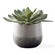 Dudleya Succulent in Aged White To Blue Grey (52|60261)