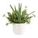 Sundown Succulent Planter in Gloss White (52|60244)
