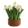 Sincerity Hyacinth Plant in Terracotta (52|60242)