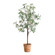 Olea Tree in Terracotta (52|60241)