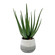 Veranda Aloe Plant in Aged White And Blue-gray (52|60262)
