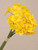 Daffodil packet 6 twigs