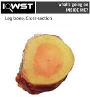 Leg bone Cross Section Printout - 8