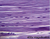Prepared Slide, Human Muscle, pkg. 6