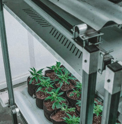 Aquaponics: What fish do you recommend? Aquaponics: What fish do you recommend?