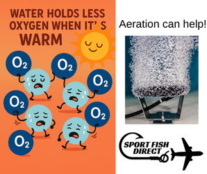 Why Hot Water Can’t Hold Its Breath — And What That Means for Your Pond Why Hot Water Can’t Hold Its Breath — And What That Means for Your Pond