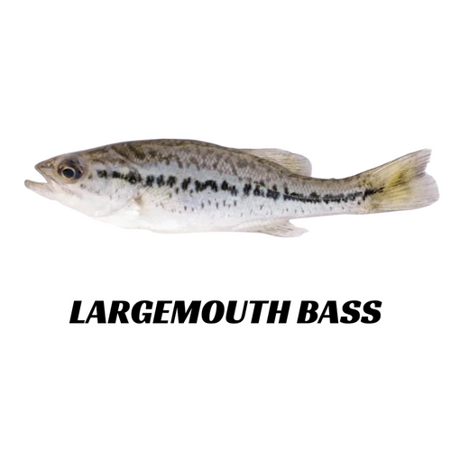 Northern Largemouth Bass 2-3"