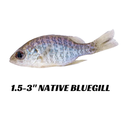 Native Bluegill