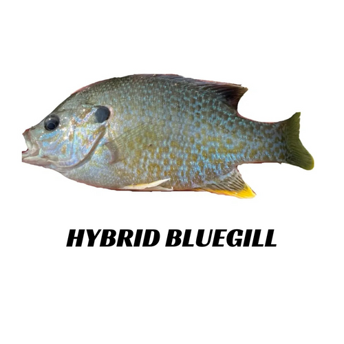 Hybrid Bluegill