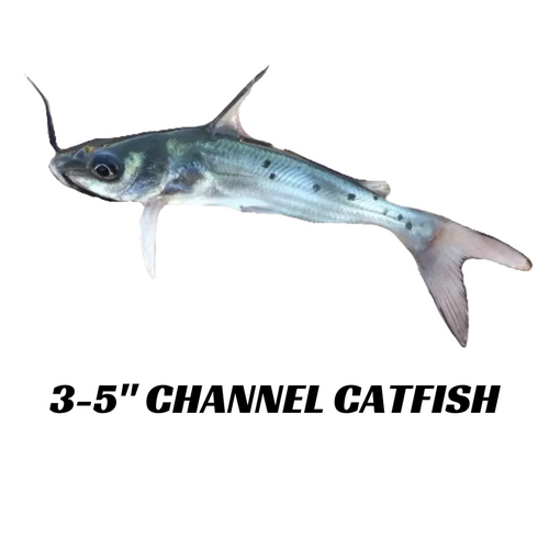 Channel Catfish