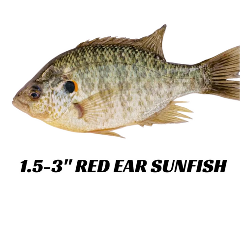 Red Ear Sunfish