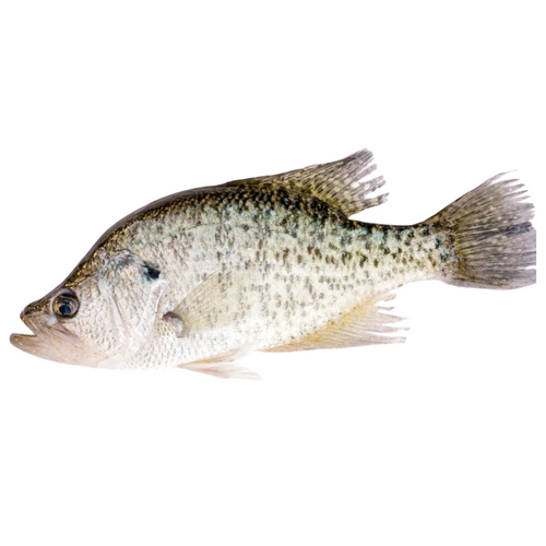 1"-2.5" Black Crappie