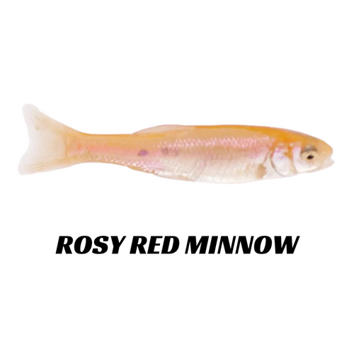 Rosy-Red Minnows - 6 Lbs