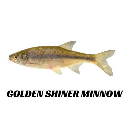 Golden Shiner Minnows - 6 Lbs