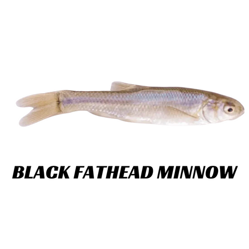 Black Fathead Minnows - 6 Lbs