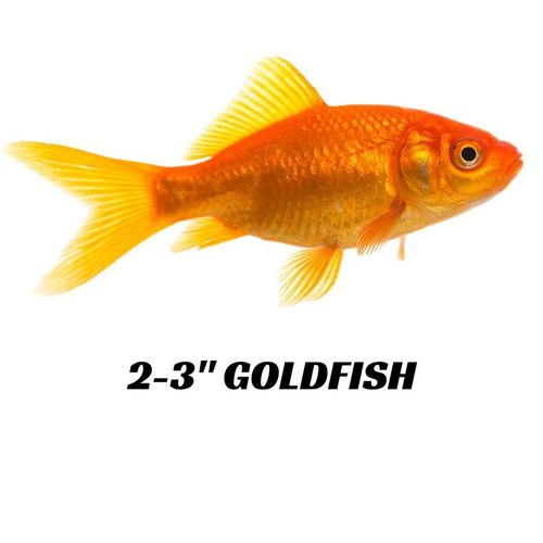 2-3" Goldfish, 200