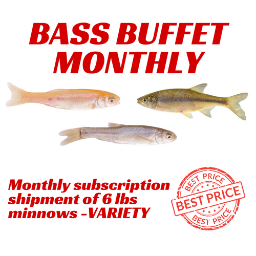 Bass Buffet Minnow Subscription - 6 lbs monthly