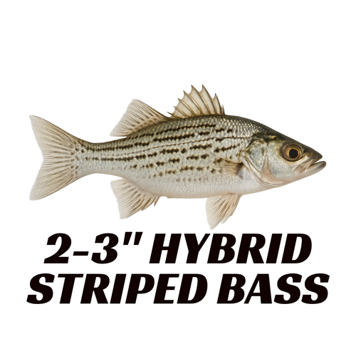 Hybrid Striped Bass 2-3"