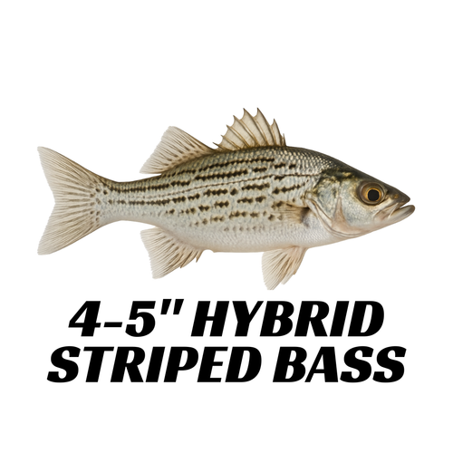 Hybrid Striped Bass 4-5"