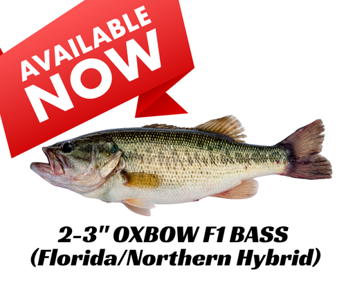 2-3" Oxbow F1 Hybrid Largemouth Bass