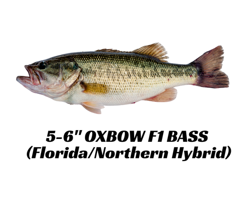 5-6" Oxbow F1 Hybrid Largemouth Bass