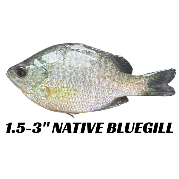 Native Bluegill