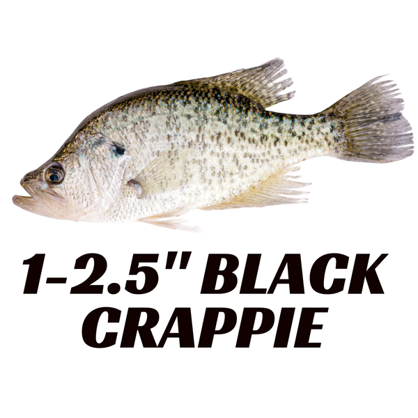 1"-2.5" Black Crappie