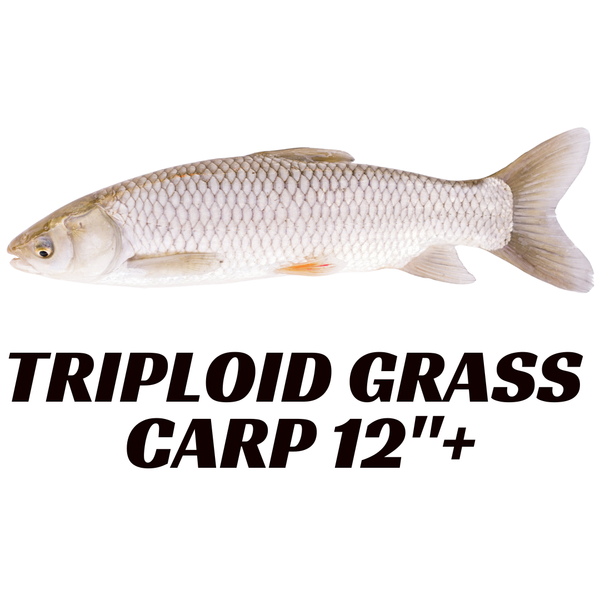 Triploid Grass Carp (ships 1st and 3rd Friday of each month)