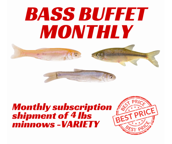 Bass Buffet Minnow Subscription - 4 lbs monthly