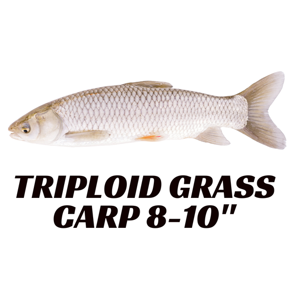 Triploid Grass Carp 8-10" (ships 1st and 3rd Friday of each month)