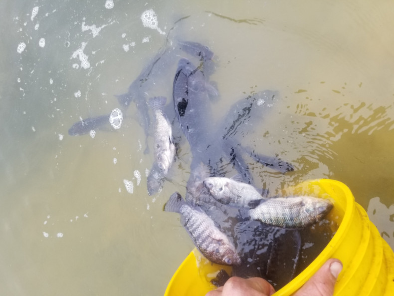 I’m new to pond stocking. Where do I start? I’m new to pond stocking. Where do I start?