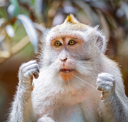Monkey flossing