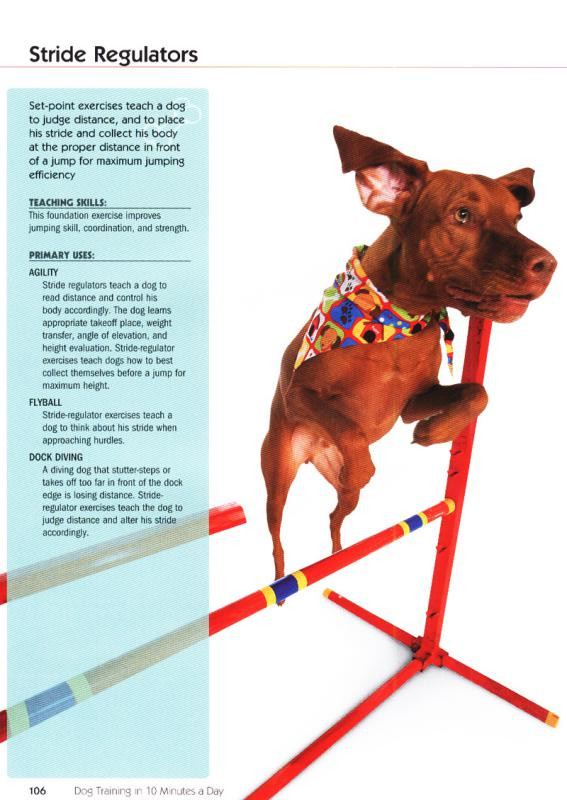 Dog Training In 10 Minutes A Day 10 Minute Games To Teach Your