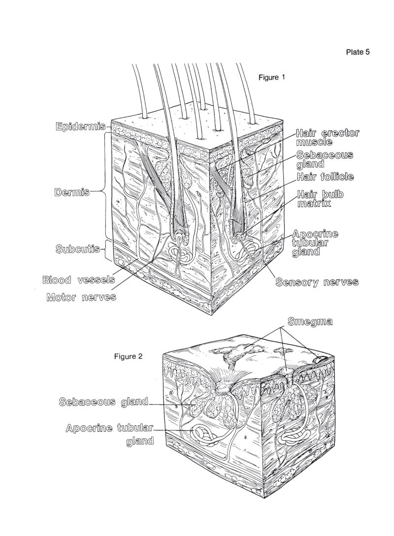 Horse Anatomy: A Coloring Atlas - Dogwise