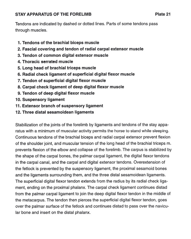 Horse Anatomy A Coloring Atlas Dogwise