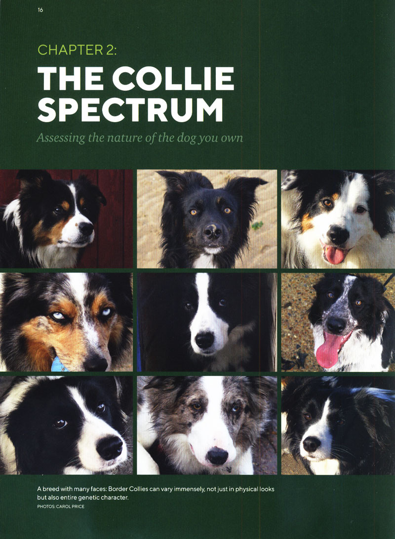 carol price border collie