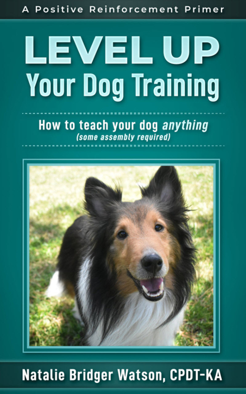 How to Teach Your Dog Agility