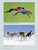 Care of the Canine Athlete: A Complete Guide to Sports Dog Fitness (Shopworn)