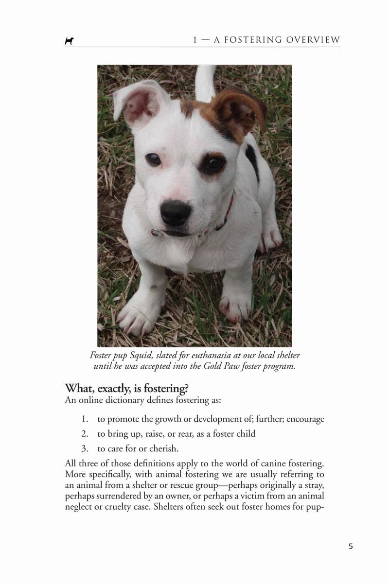 Bc Spca Foster Dogs Victoria Spca Rabbits Sales