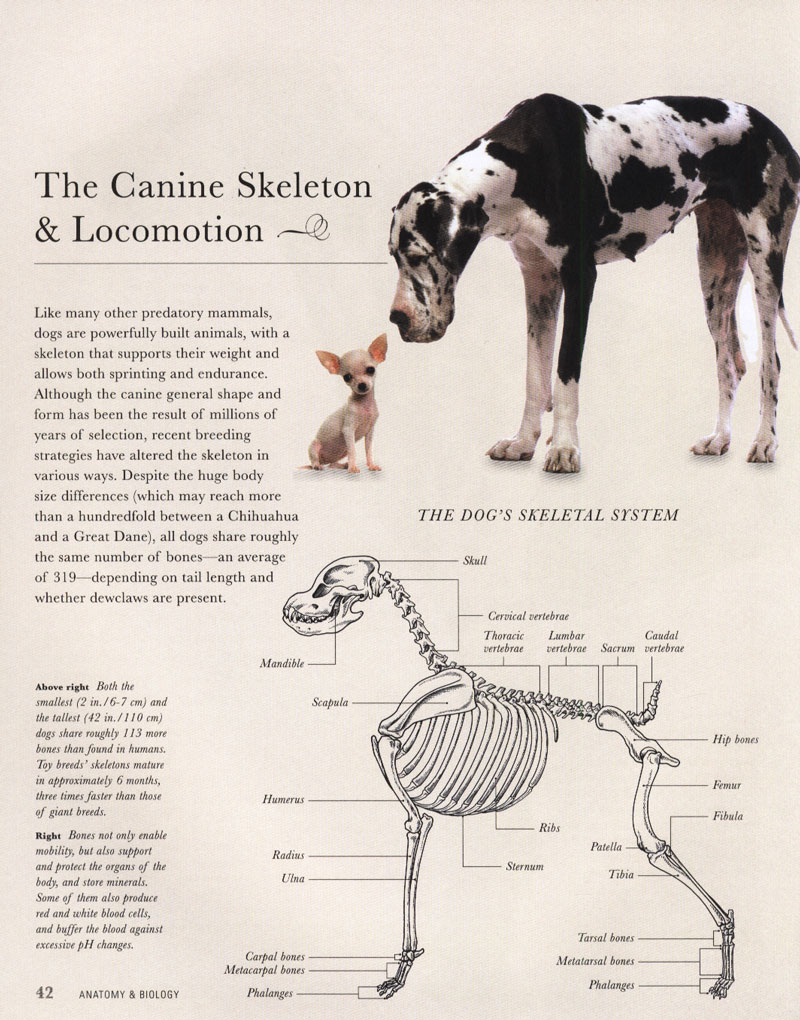 The Dog: A Natural History - Dogwise